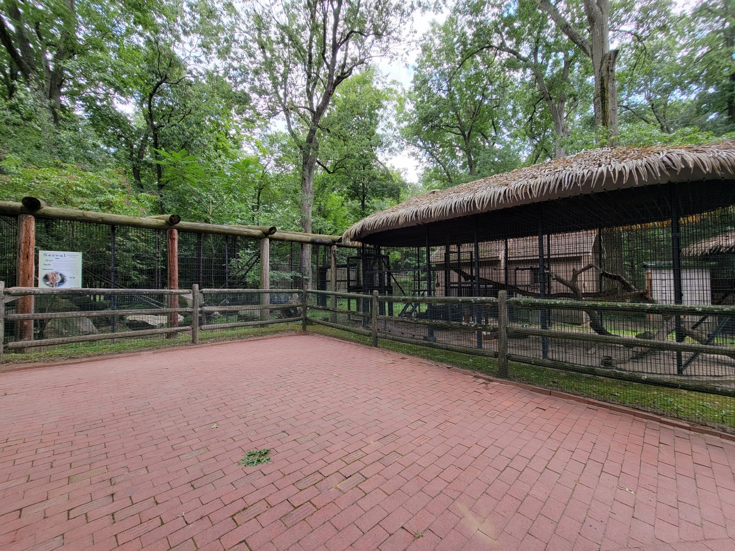 Zoo in Forest Park - Serval