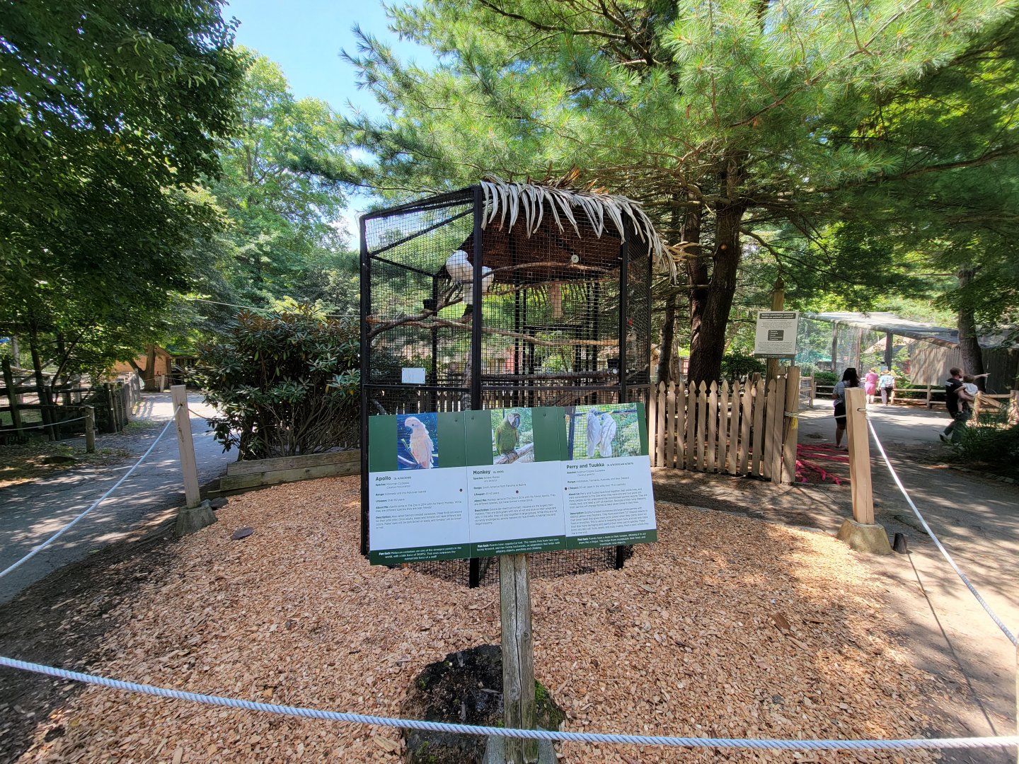 Zoo in Forest Park - Severe macaw, moluccan cockatoo, sulphur-crested cockatoos