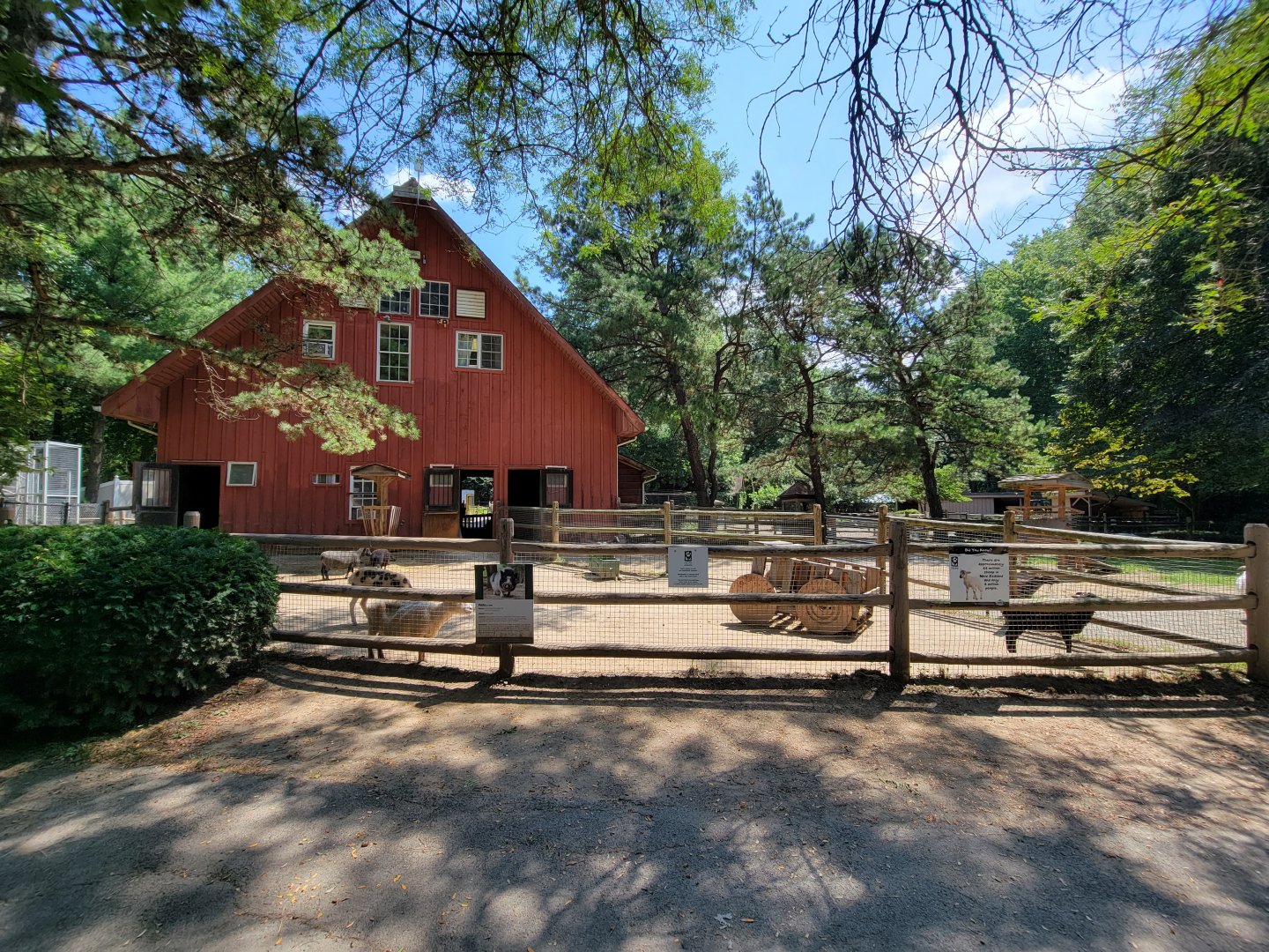 Zoo in Forest Park - Sheep