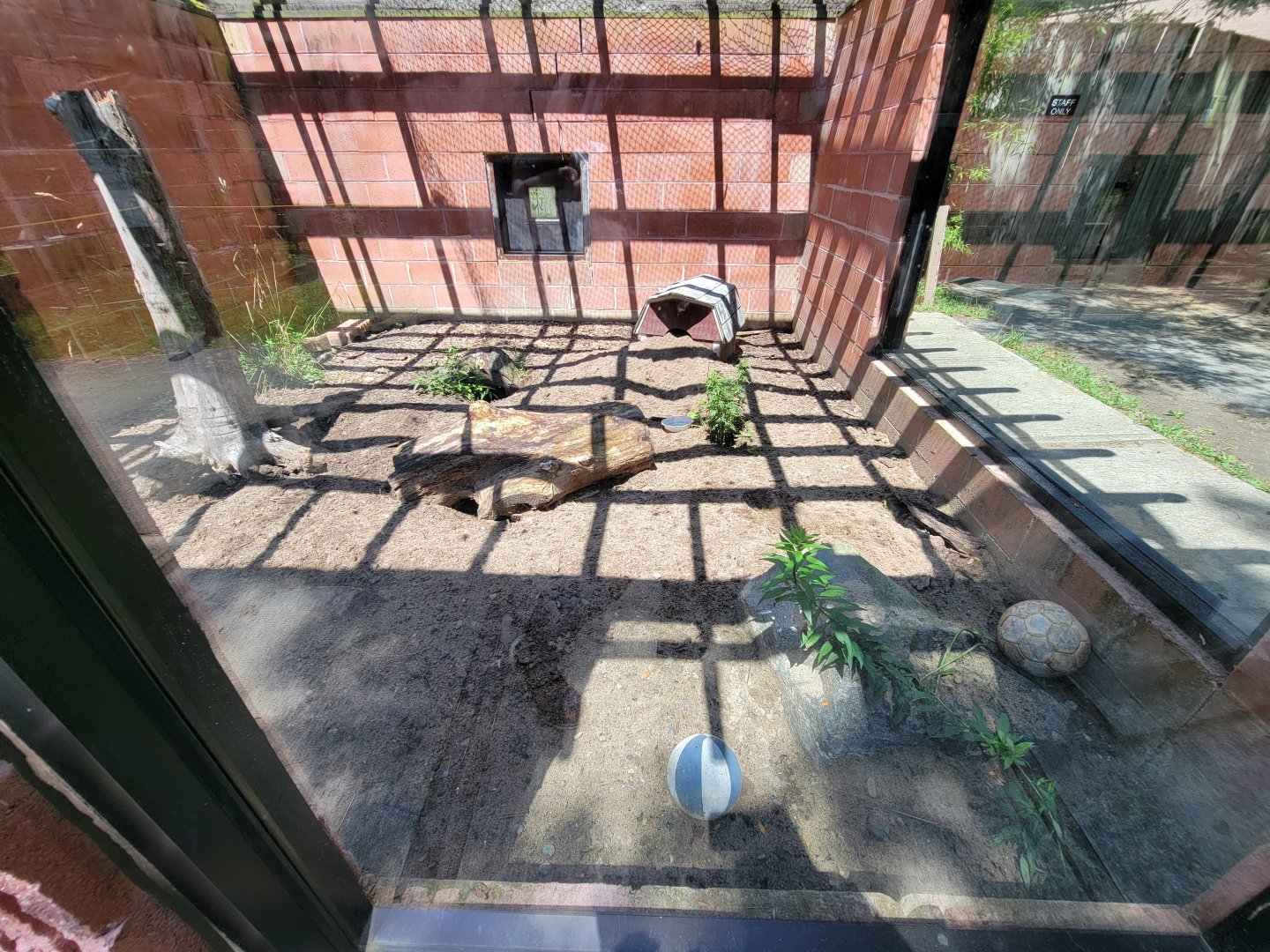 Zoo in Forest Park - Six-banded armadillo