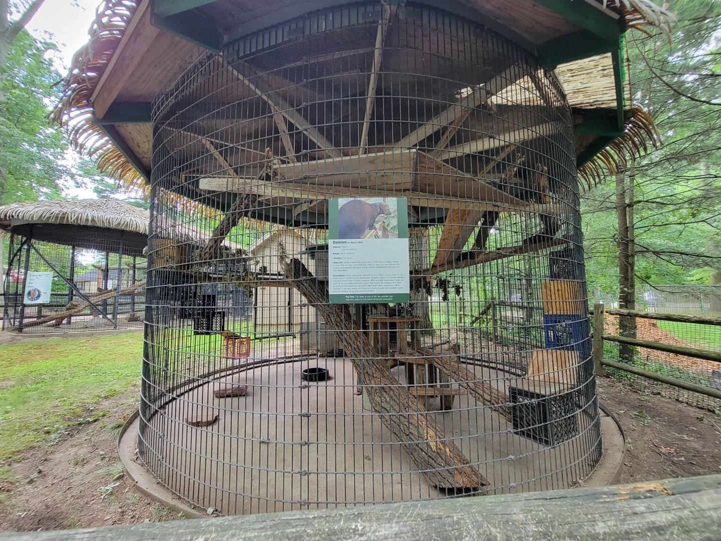 Zoo in Forest Park - Tayra