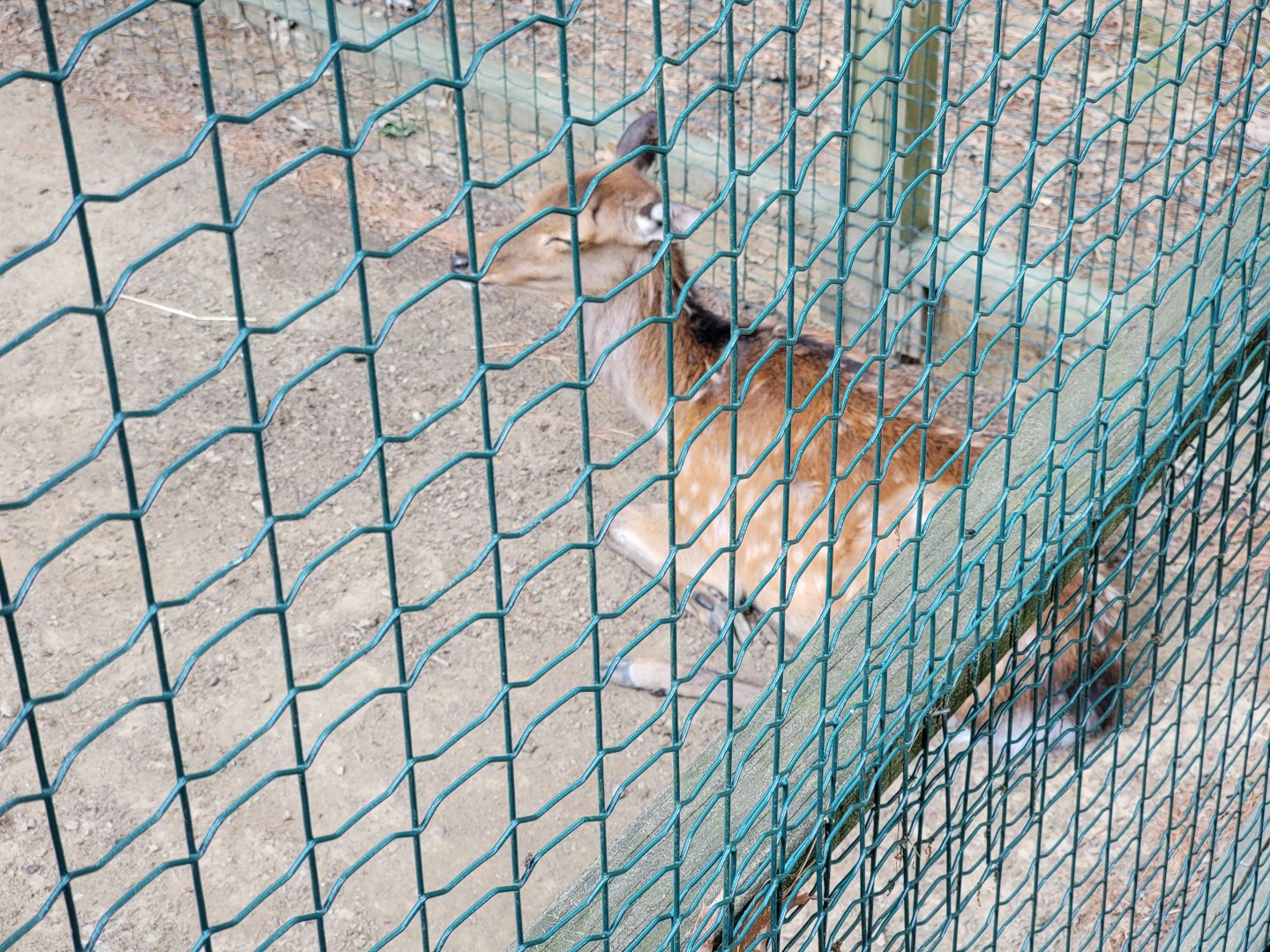 Zoo in Forest Park - Unsigned sika deer in reeve's muntjac exhibit