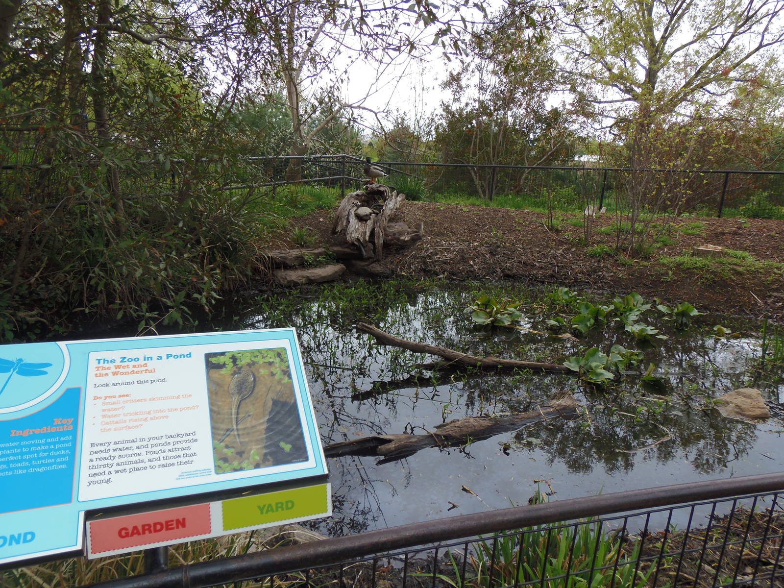 Zoo In Your Backyard- Pond Habitat