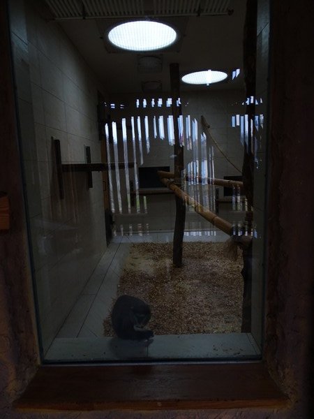 Zoo Jihlava 04/2016: Guenons indoors