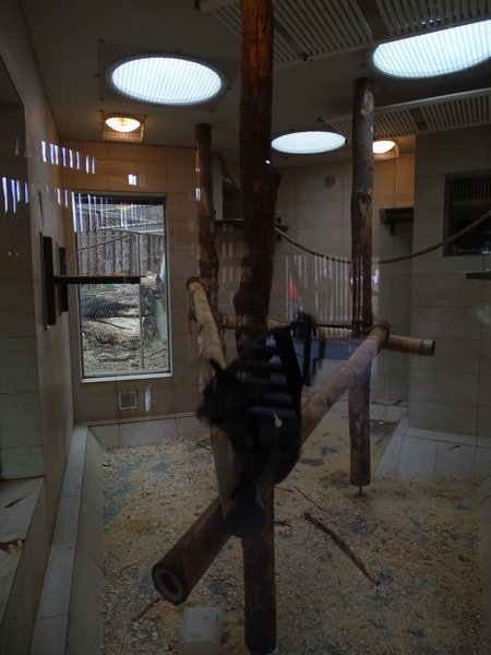 Zoo Jihlava 04/2016: Mangabeys indoors