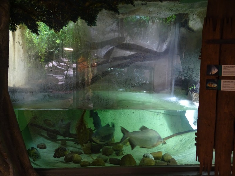 Zoo Jihlava 04/2016: Paca aquarium