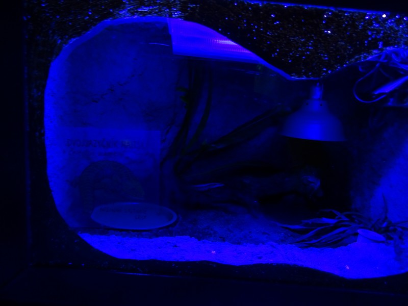 Zoo Jihlava 04/2016: Tropical Pavillon