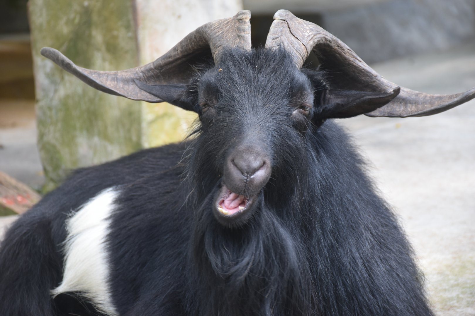 Zoo Johor - American Pygmy Goat
