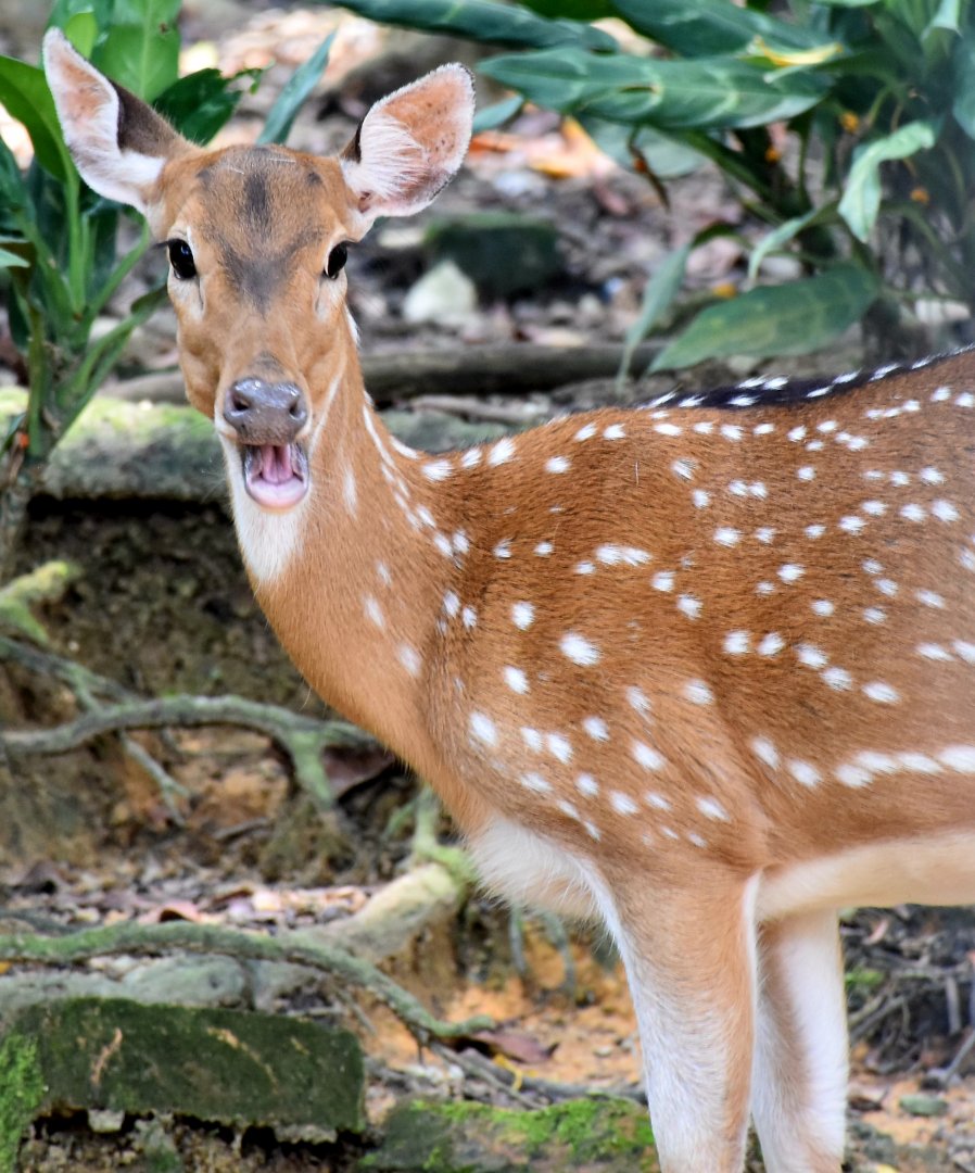 Zoo Johor - Axis Deer doe