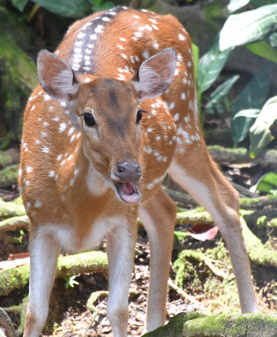 Zoo Johor - Axis Deer doe