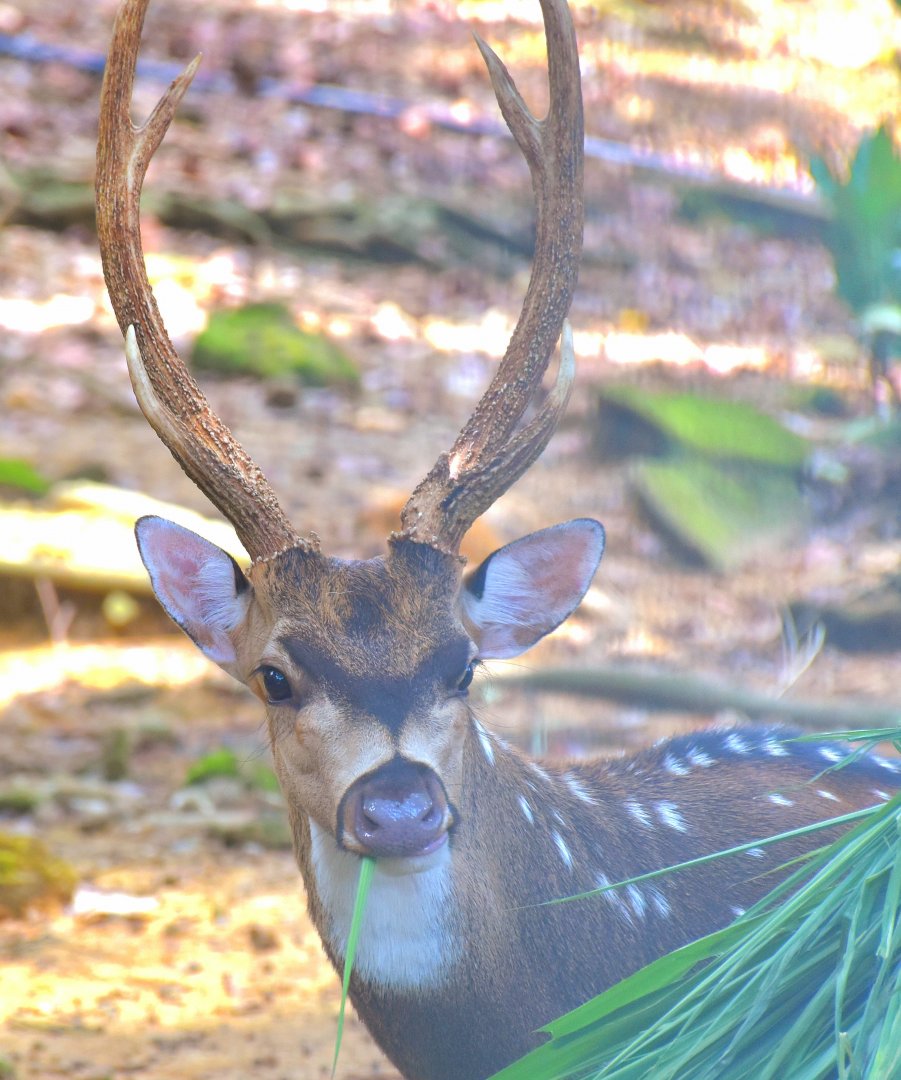 Zoo Johor - Axis Deer stag