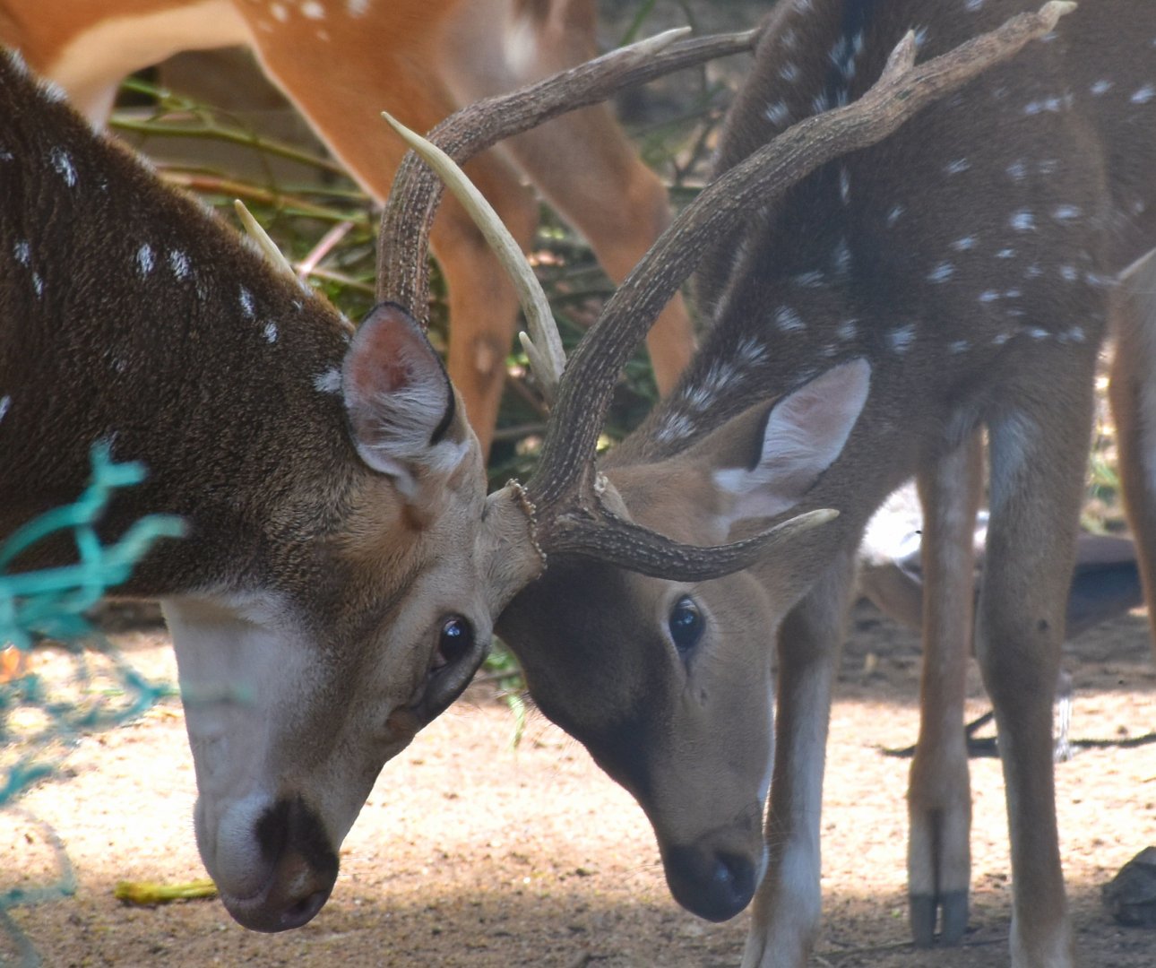 Zoo Johor - Axis Deer stags sparring