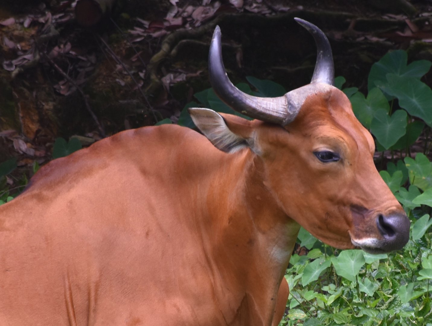 Zoo Johor - Banteng