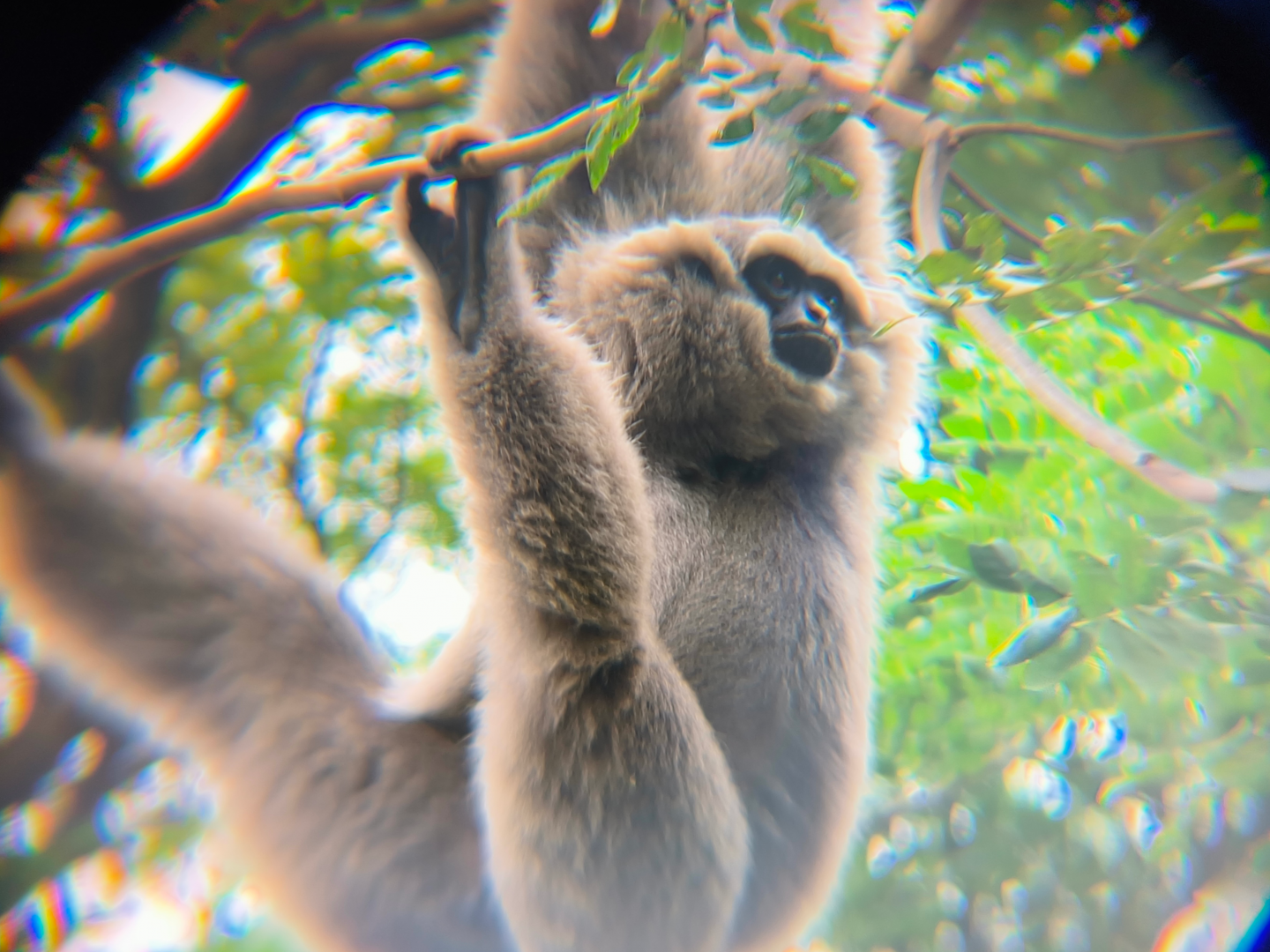 Zoo Johor - Bornean/Müller's Gibbon (Hylobates muelleri)
