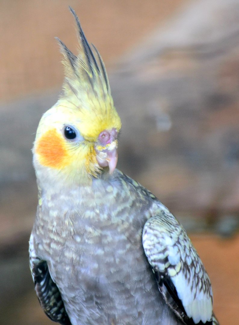 Zoo Johor - Cockatiel
