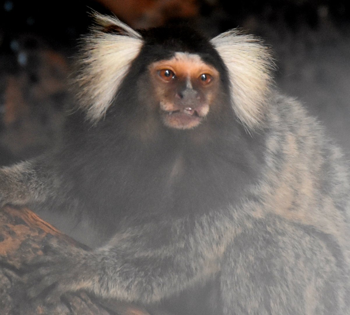 Zoo Johor - Common Marmoset