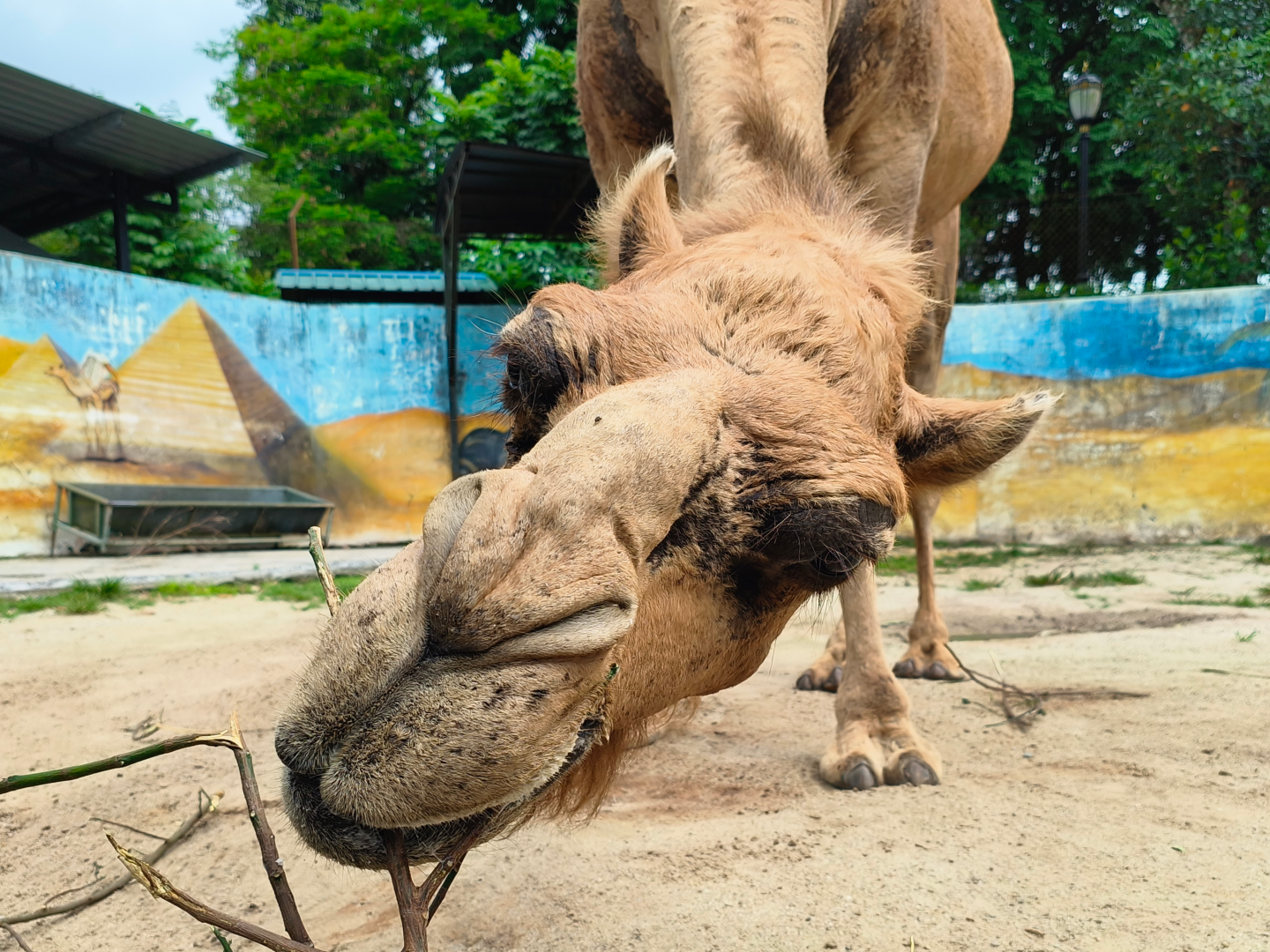 Zoo Johor - Dromedary Camel (Camelus dromedarius)
