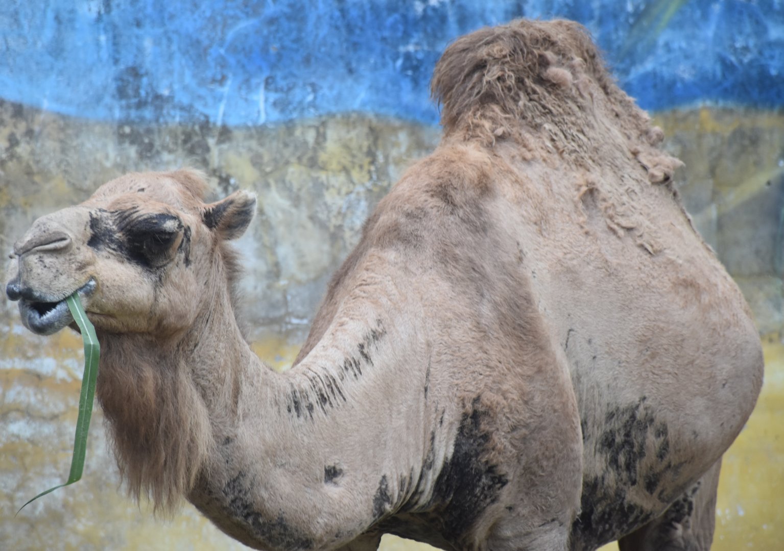 Zoo Johor - Dromedary