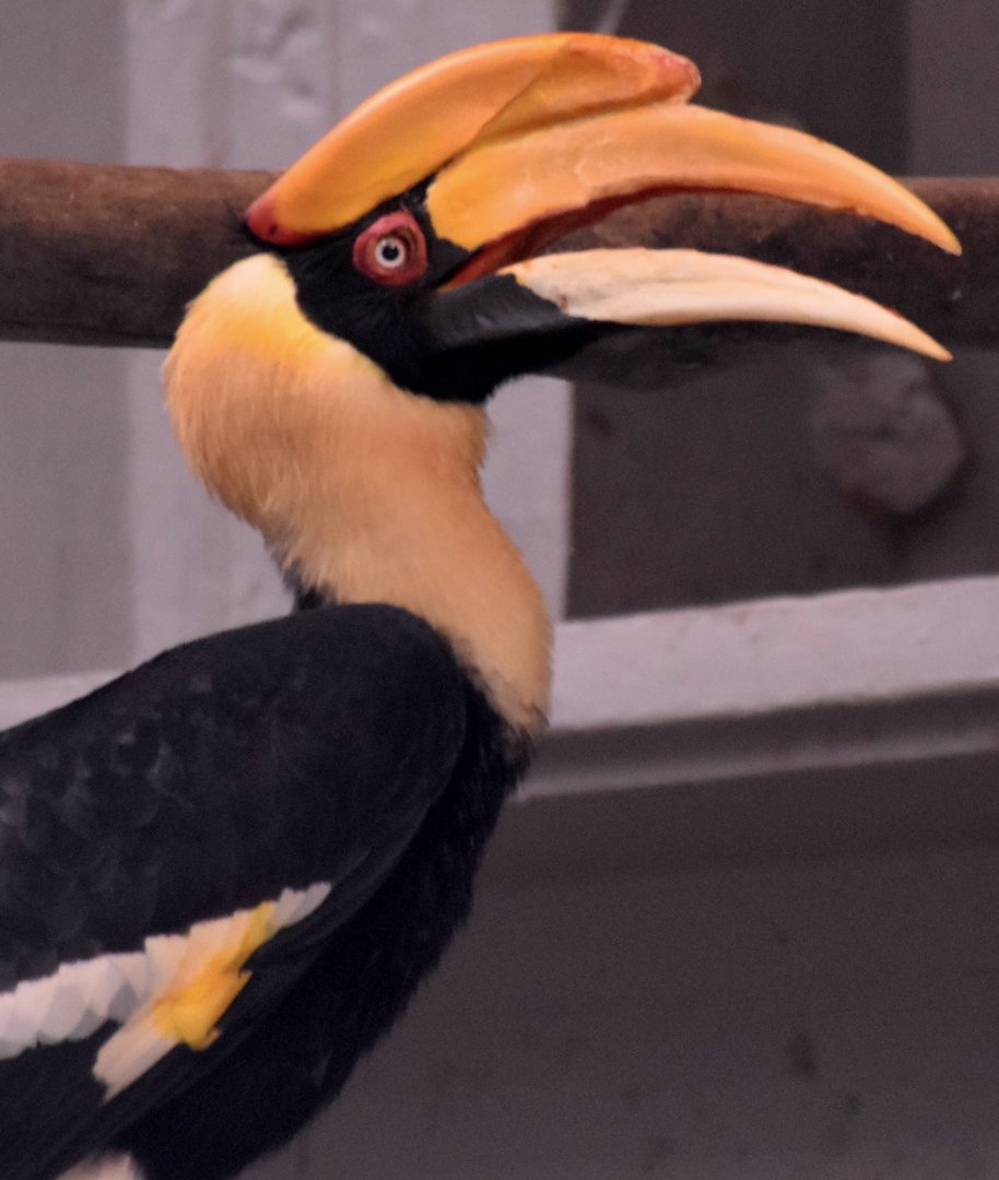 Zoo Johor - Great Hornbill