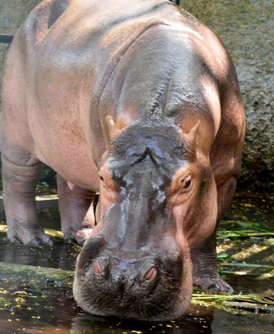 Zoo Johor - Hippopotamus