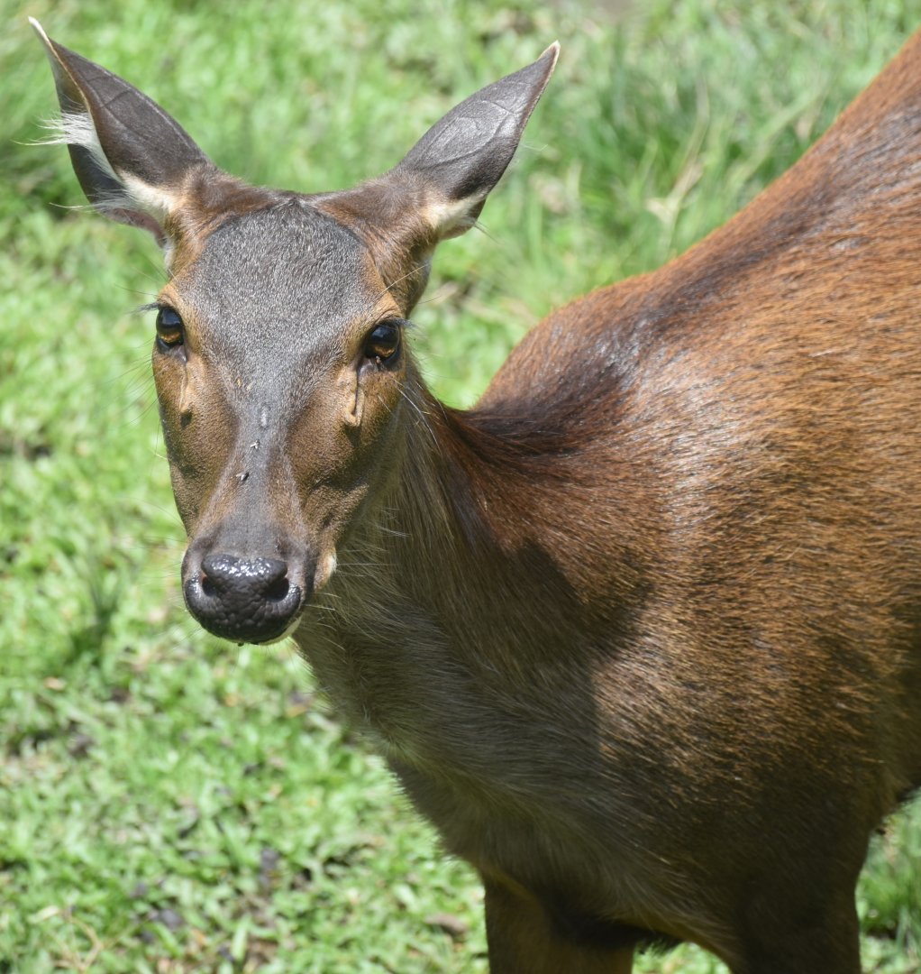 Zoo Johor - Malayan Sambar doe