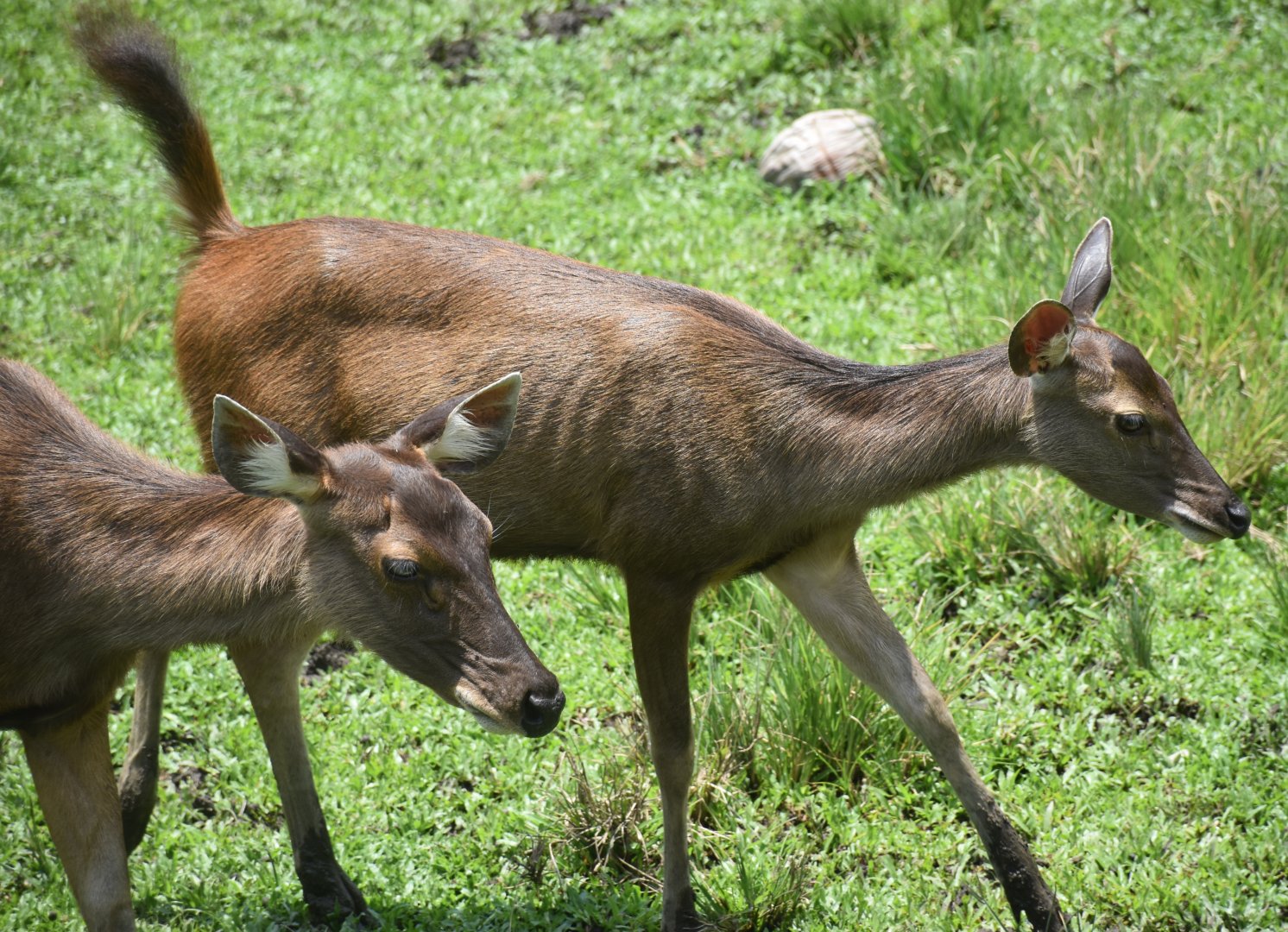 Zoo Johor - Malayan Sambar doe