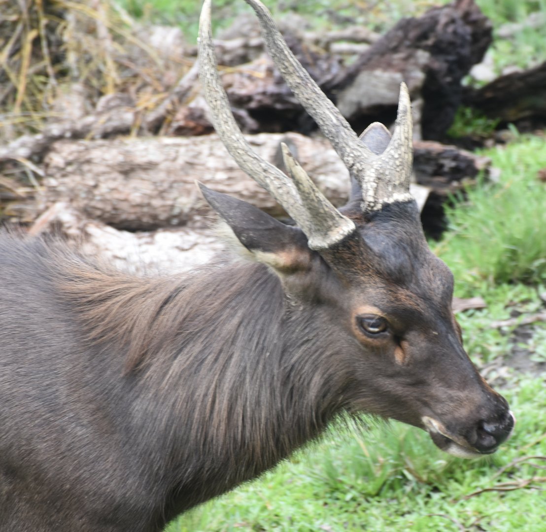 Zoo Johor - Malayan Sambar stag