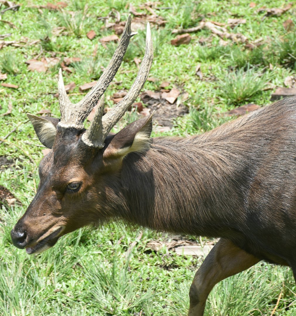 Zoo Johor - Malayan Sambar stag
