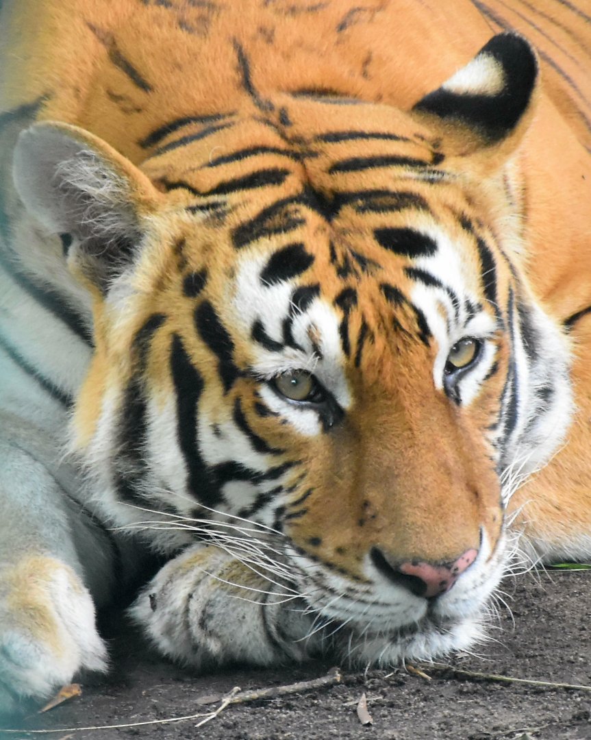Zoo Johor - Malayan Tiger