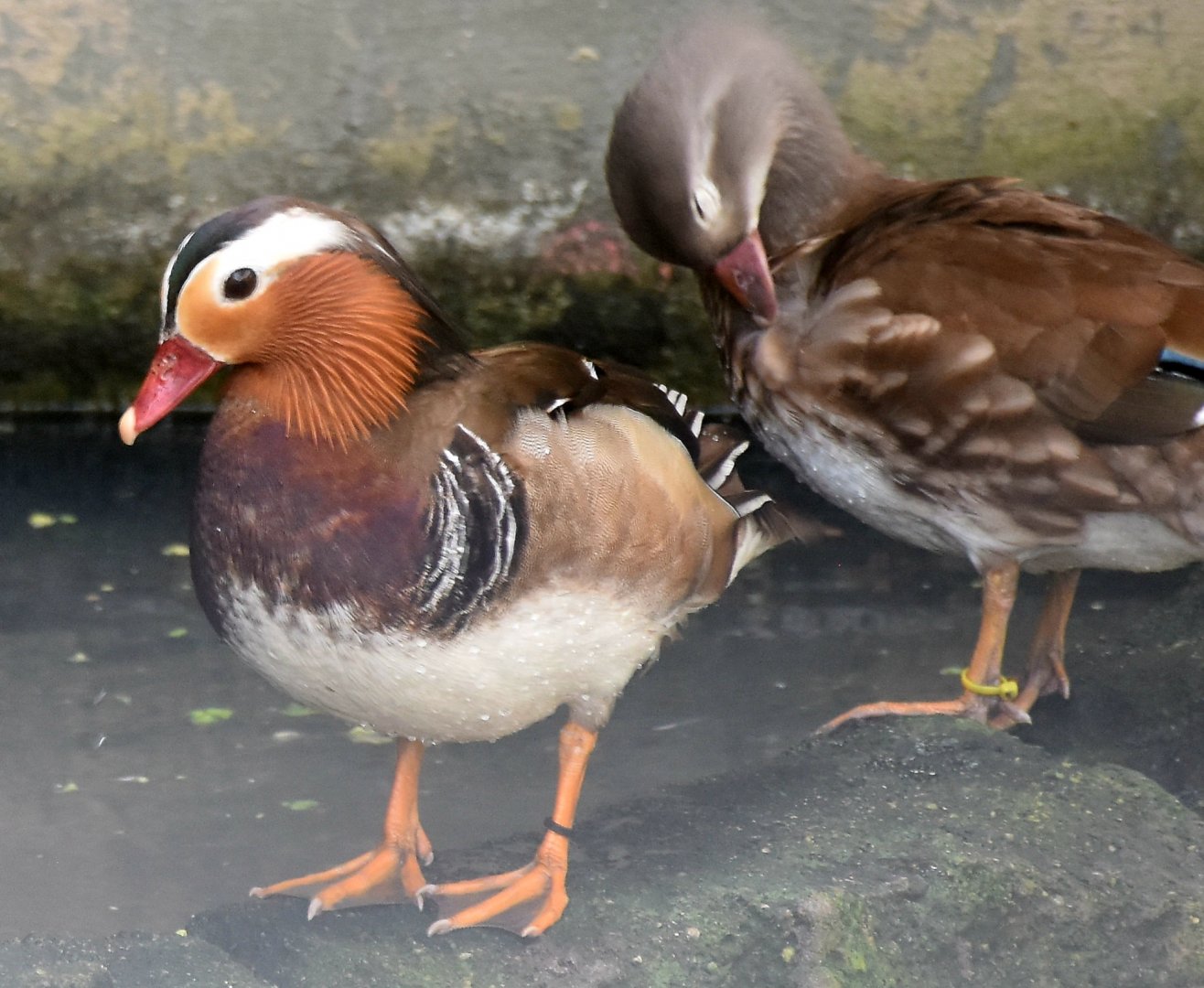 Zoo Johor - Mandarin Duck