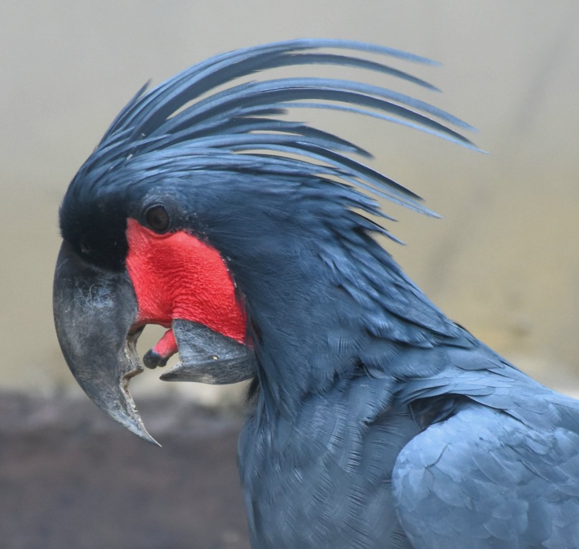 Zoo Johor - Palm Cockatoo