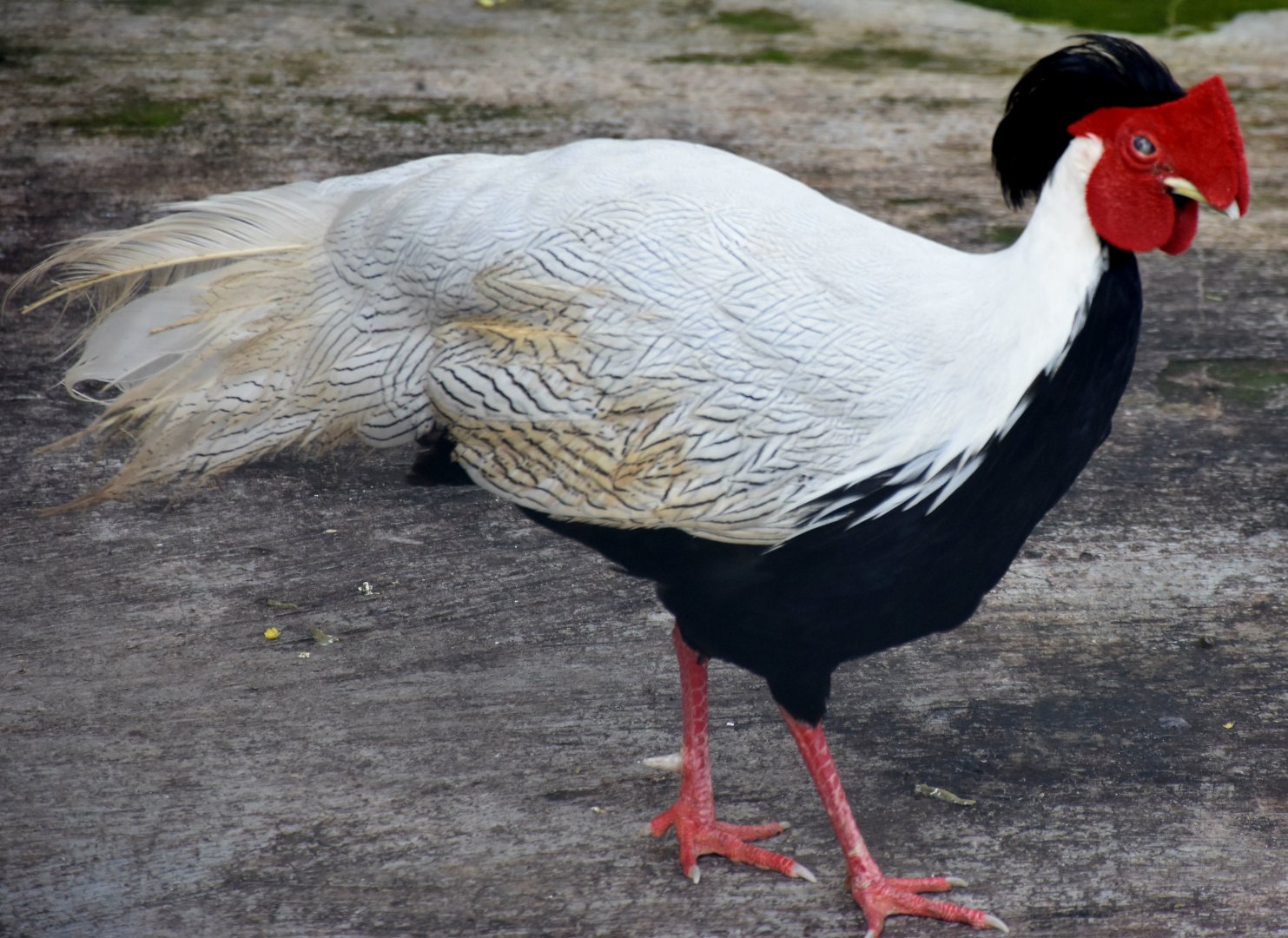 Zoo Johor - Silver Pheasant