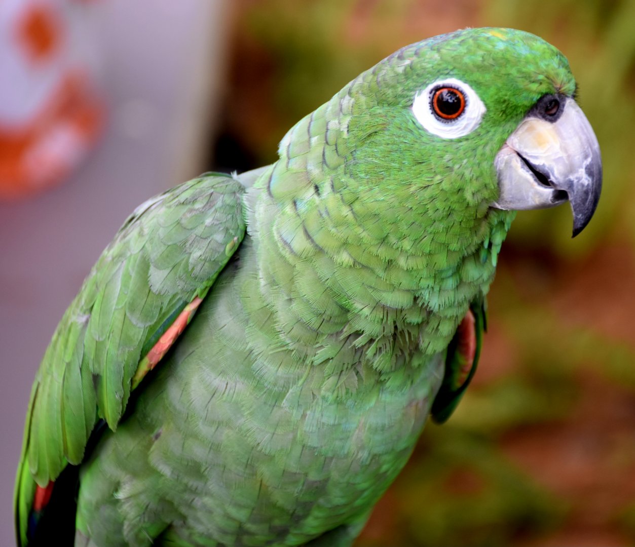 Zoo Johor - Southern Mealy Amazon
