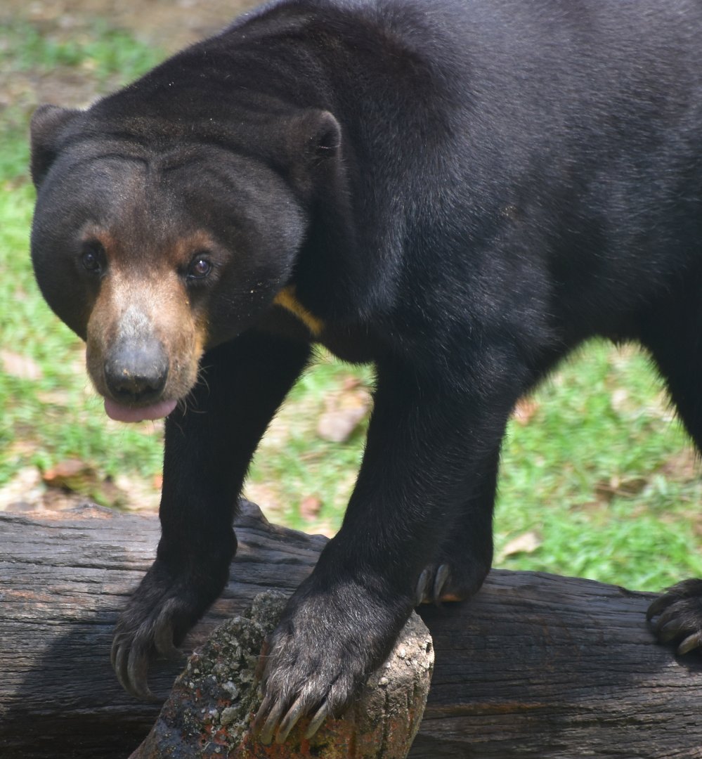 Zoo Johor - Sun Bear