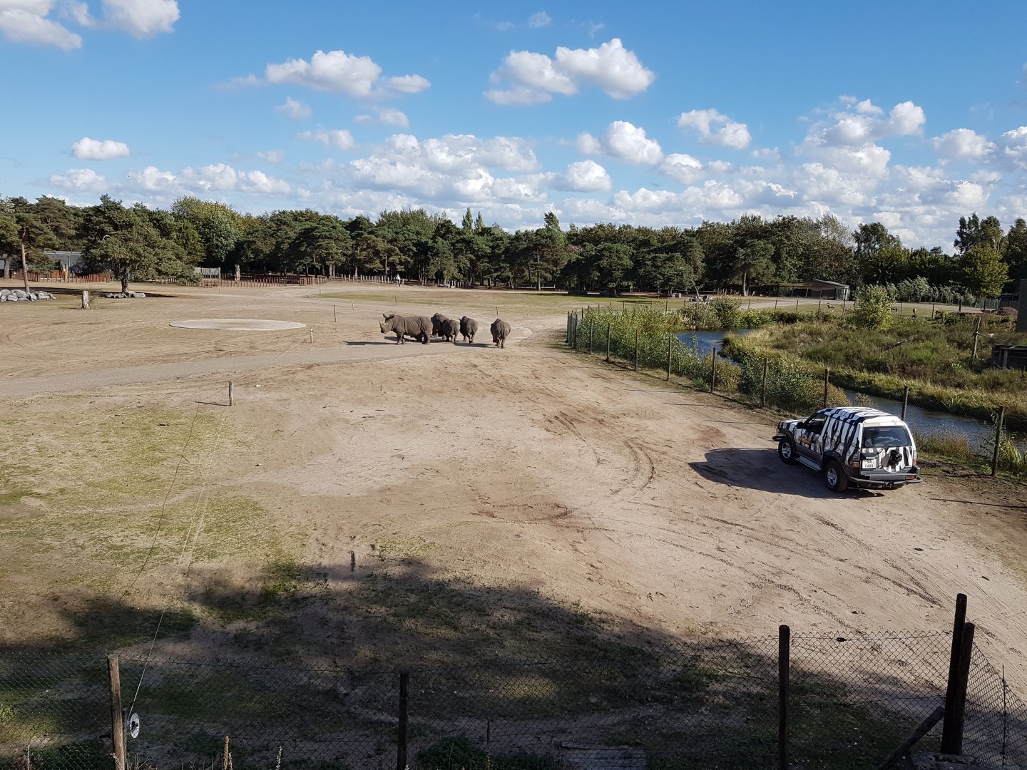Zoo-keepers checking the White rhino herd