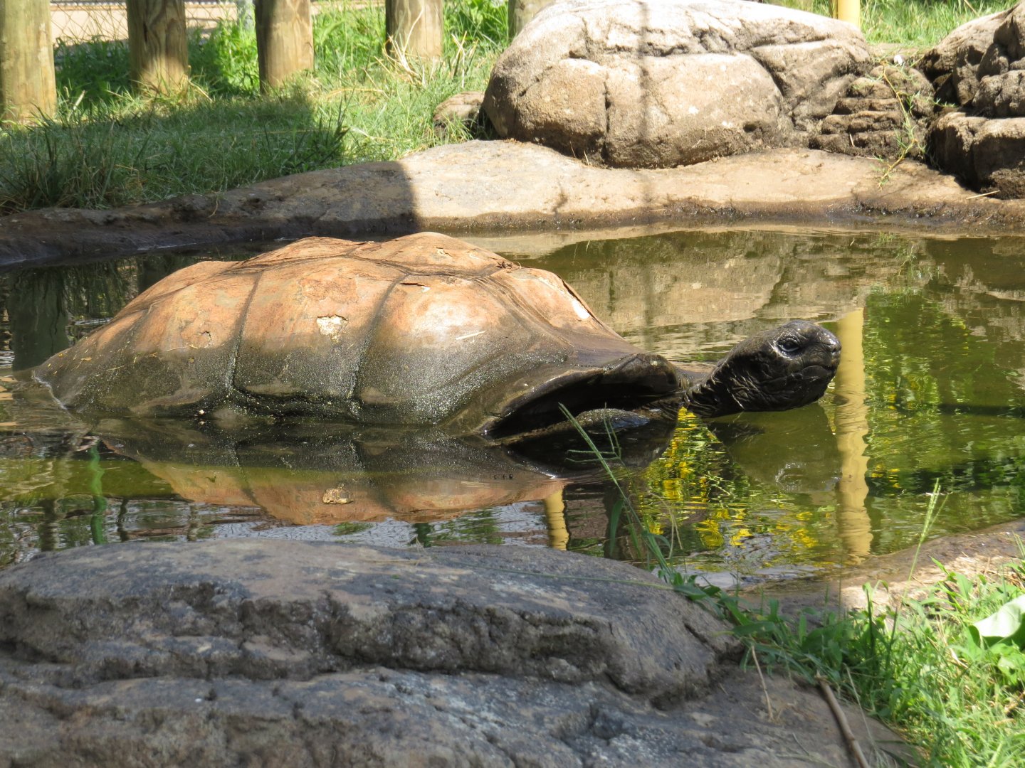 Zoo Knoxville Aldabra Giant Tortoise (Aldabrachelys gigantea) 07/12/2025 Big Al Pool