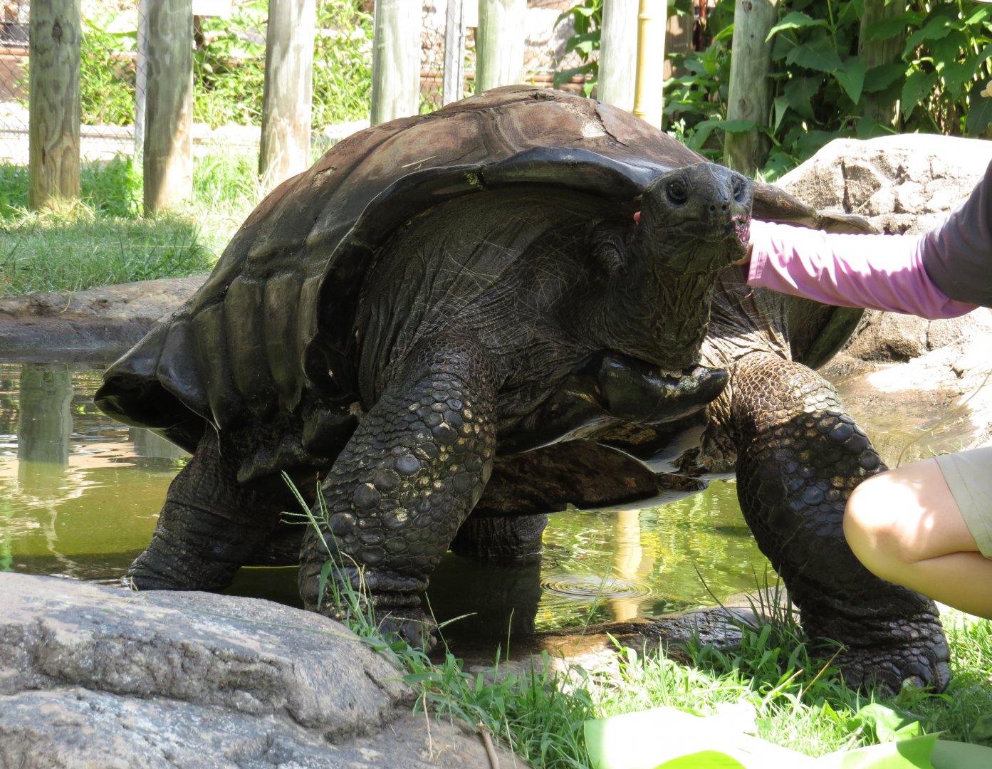 Zoo Knoxville Aldabra Giant Tortoise (Aldabrachelys gigantea) 07/12/2025 Big Al