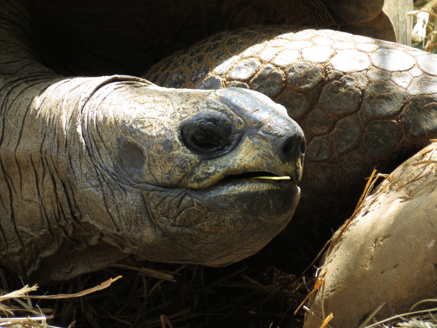 Zoo Knoxville Aldabra Giant Tortoise (Aldabrachelys gigantea) 07/12/2025 Tex Closeup
