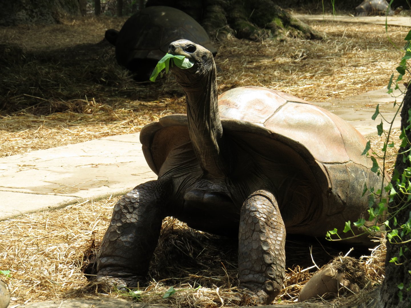 Zoo Knoxville Aldabra Giant Tortoise (Aldabrachelys gigantea) 07/12/2025 Tex