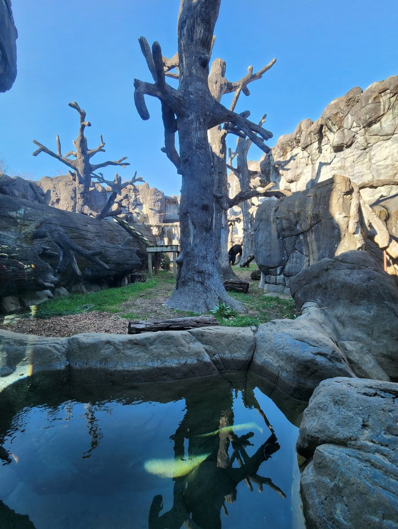 Zoo Knoxville - Bear enclosure (mock-rock paradise)