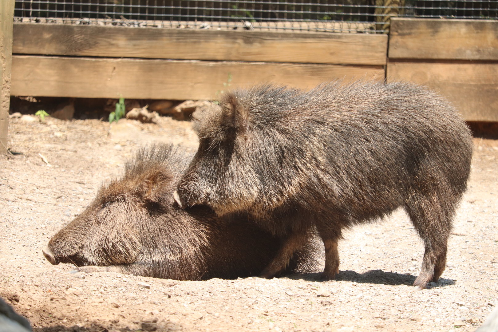 Zoo Knoxville - Chacoan Peccary