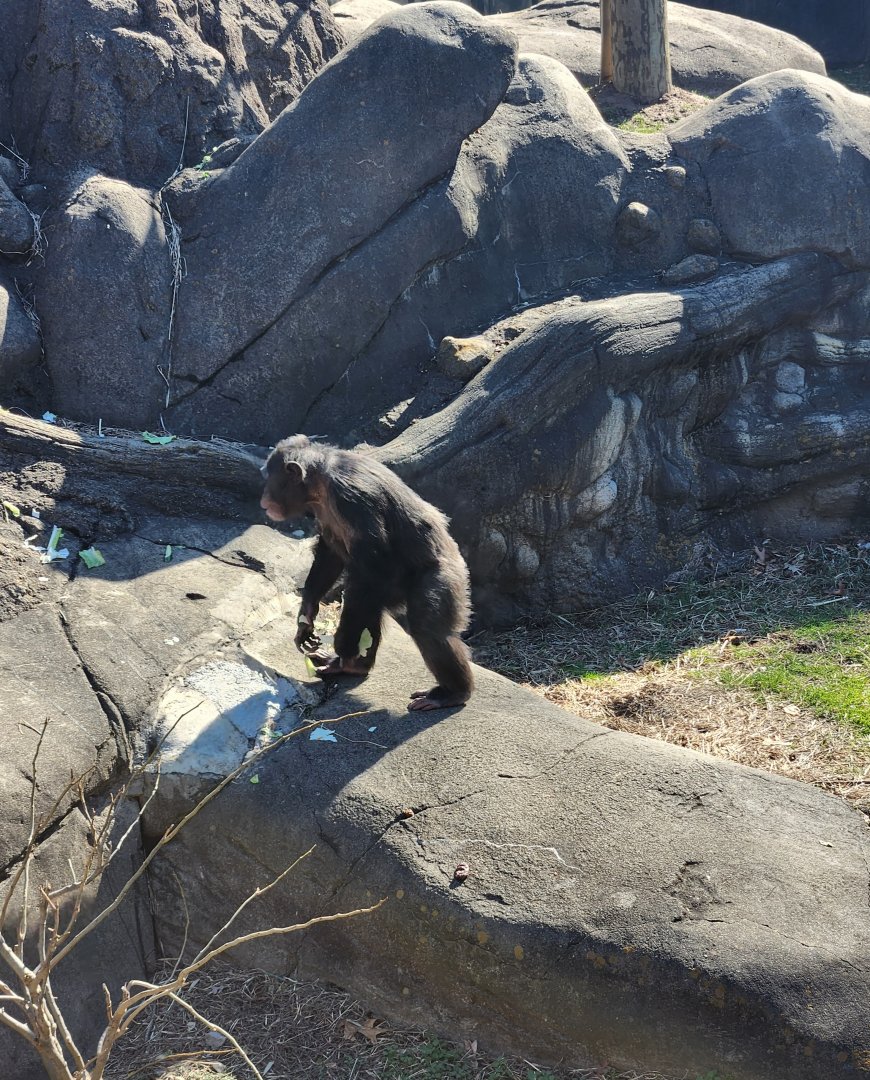 Zoo Knoxville - Chimpanzee