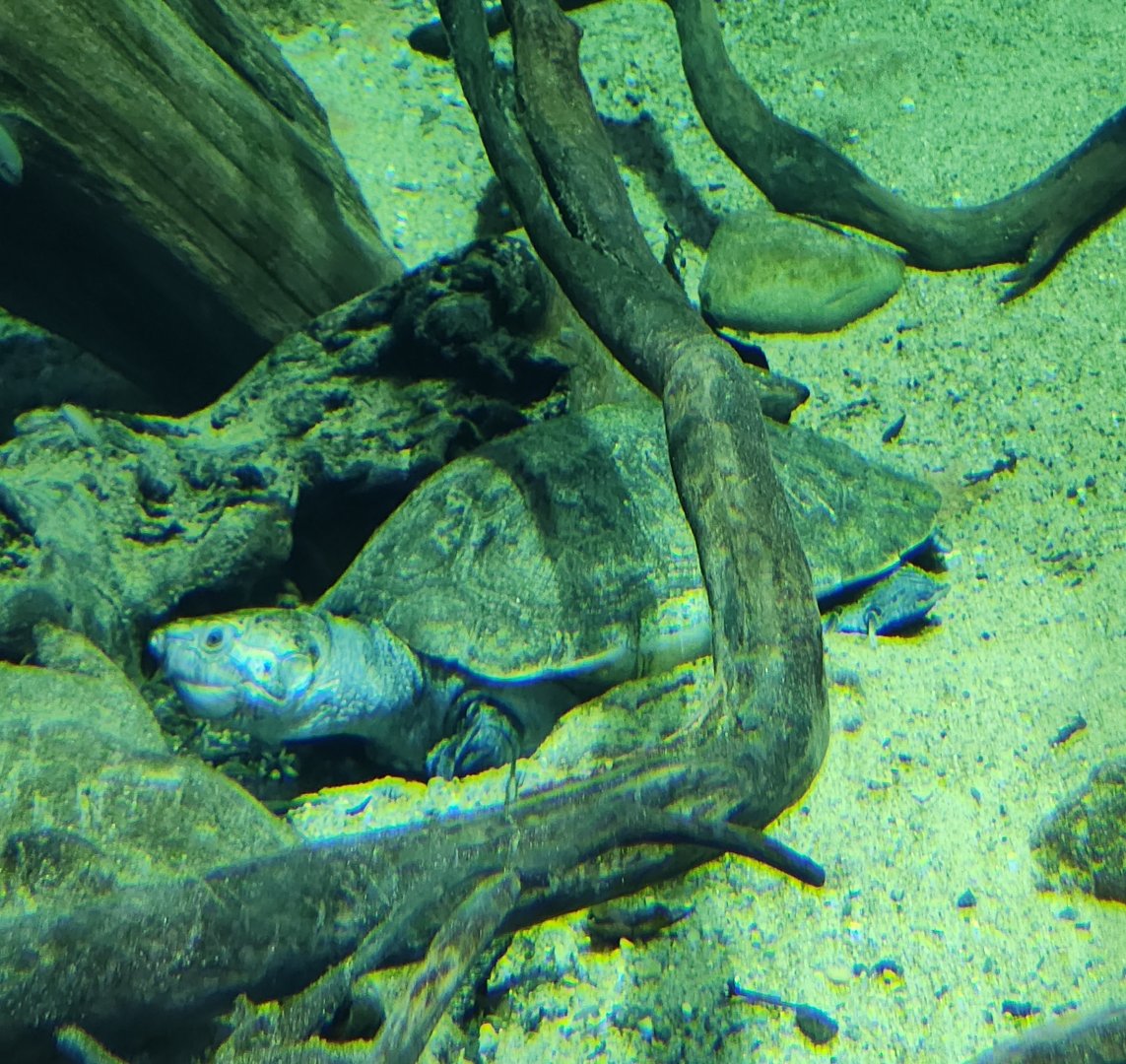 Zoo Knoxville - Erymnochelys madagascariensis