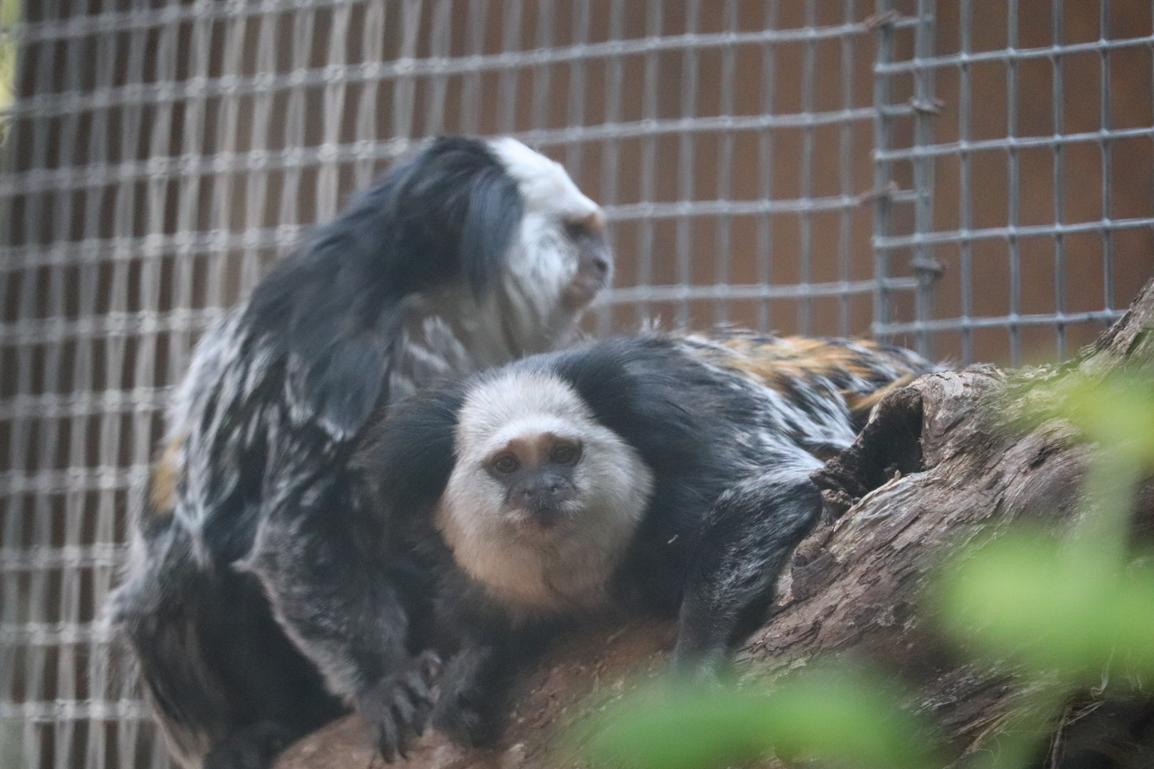 Zoo Knoxville - Geoffroy's Marmoset