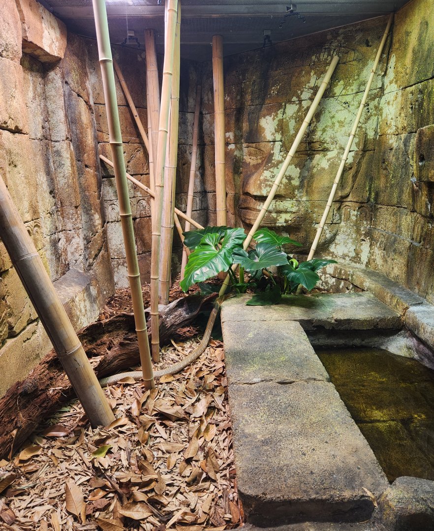 Zoo Knoxville - King Cobra exhibit