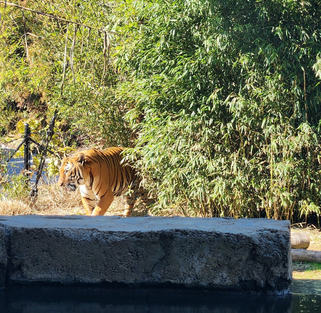 Zoo Knoxville - Malayan Tiger