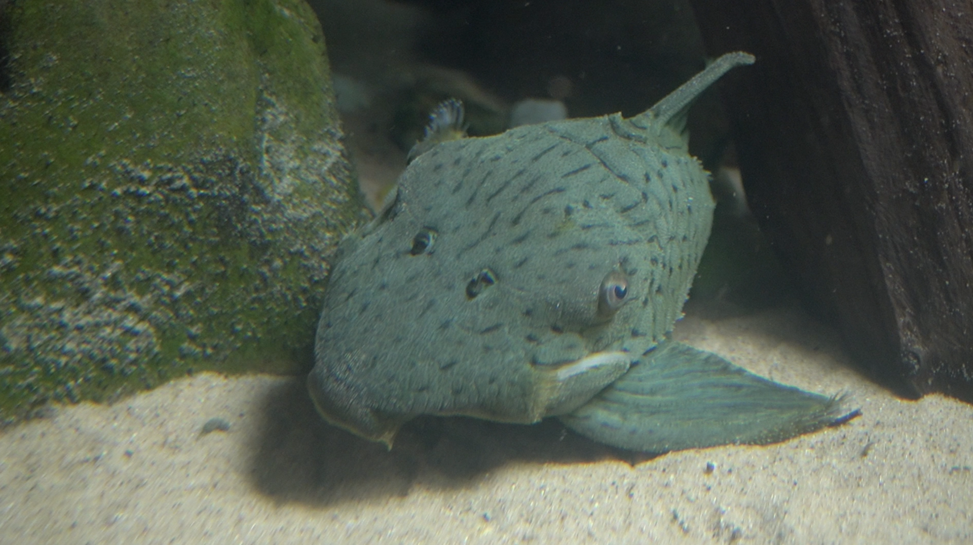Zoo Knoxville - Pleco ID Help