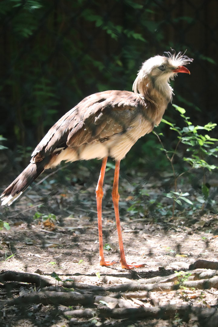 Zoo Knoxville - Red-Legged Seriema
