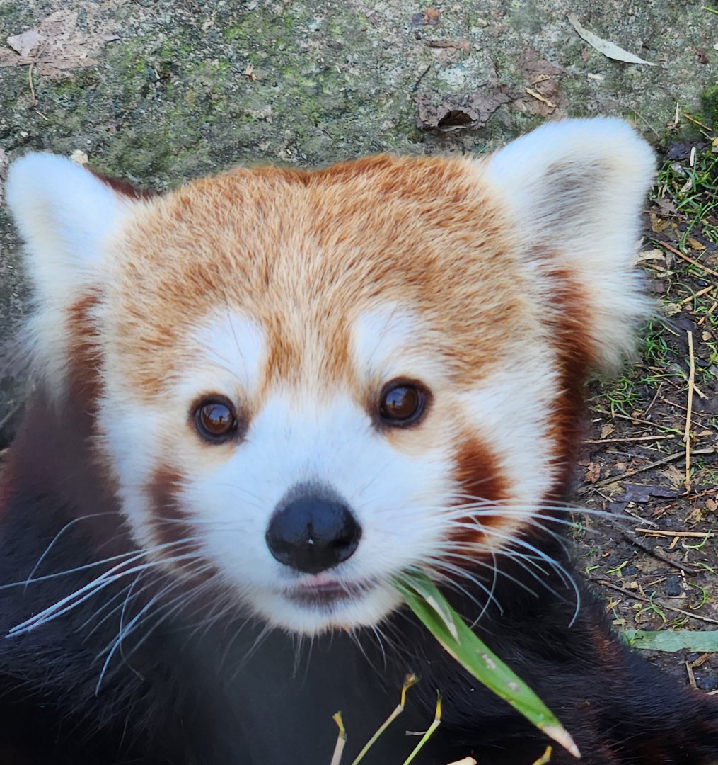 Zoo Knoxville - Red Panda
