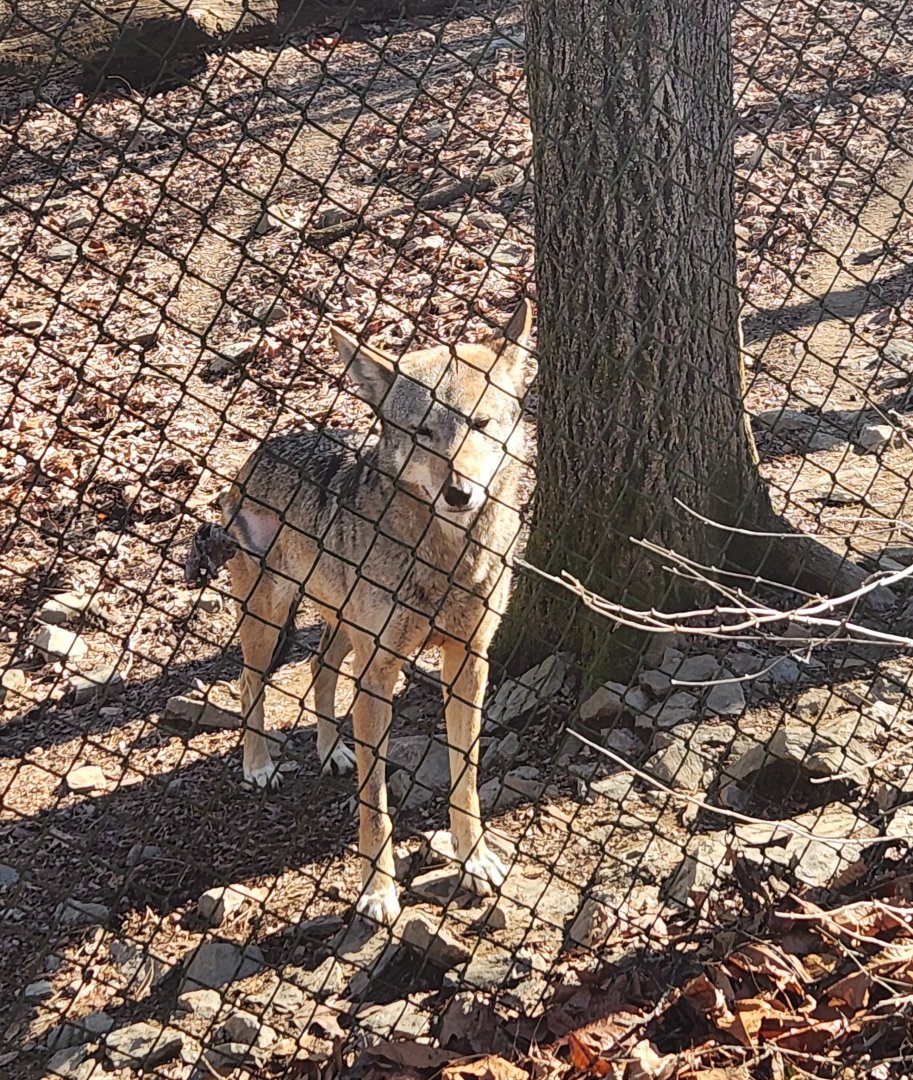 Zoo Knoxville - Red Wolf